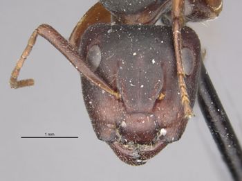 Media type: image;   Entomology 21610 Aspect: head frontal view